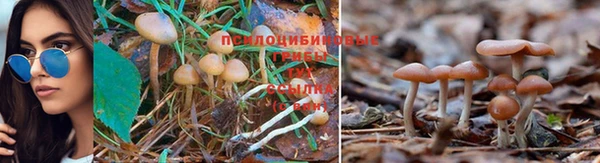 прущие крисы Алексин